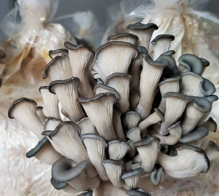 PRIX GROUPÉ Kit de culture à domicile de champignons shiitake et/ou de  pleurotes bleus -  France